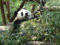 Pandas (023)